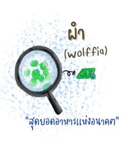 ผำ