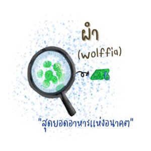 ผำ