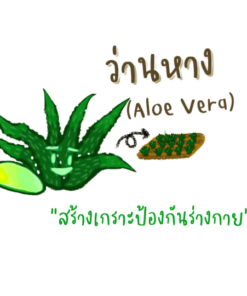 Aloe Vera Powder by Koonanan