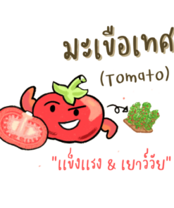 Tomato Powder by Koonanan