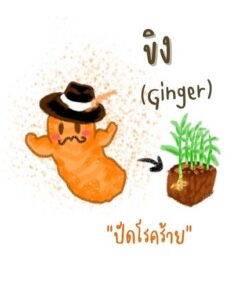 ขิง