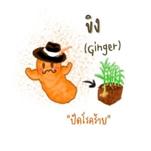 ขิง