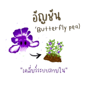 อัญชัน