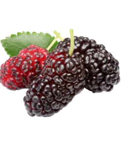mulberry