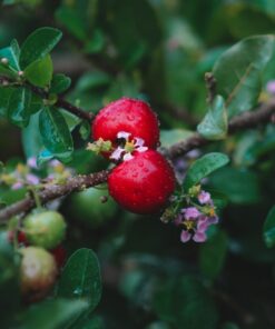 ผง Acerola Cherry